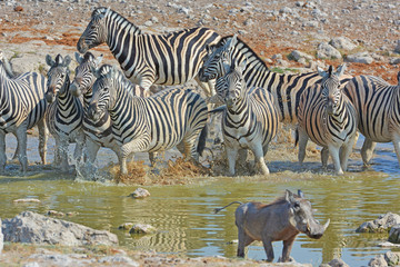 Fototapeta na wymiar Steppenzebras (Equus Quagga) am Wasserloch im Etosha Nationalpark