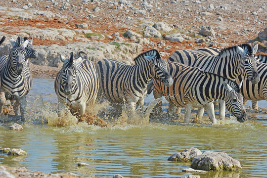 Steppenzebras (Equus Quagga) am Wasserloch im Etosha Nationalpark