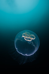 Moon jellyfish near surface.