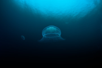 Moon jellyfish near surface.
