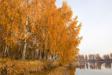 red birch trees at the lake in the ice