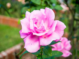 Big Beautiful Pink Rose