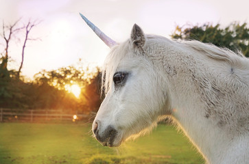 Small unicorn pony