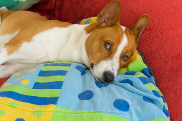 Cute basenji having rest on the own sofa