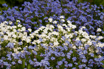 Field of blue and white forget-me-nots