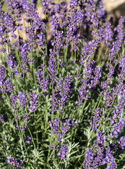 Fototapeta premium Garden with the flourishing lavender