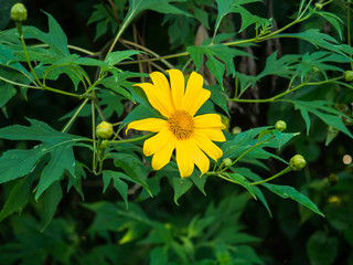 Yellow Flower