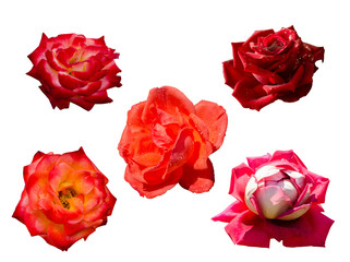 Collection of 5 roses, isolated on the white background
