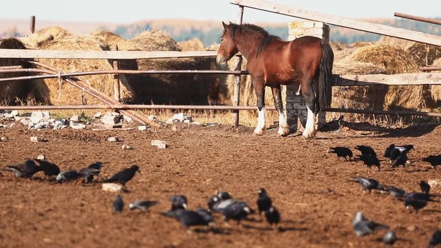 Horse in the paddock