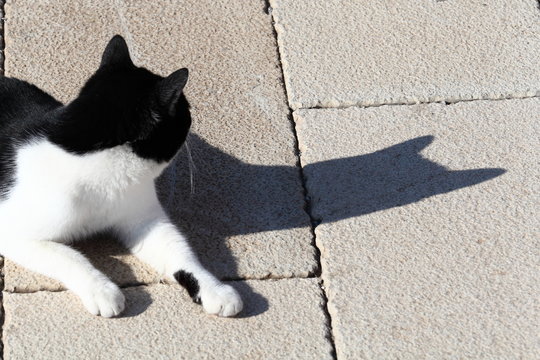 Gatto 