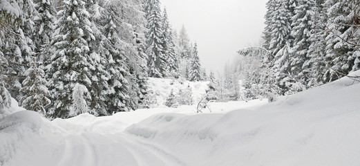 Snowy road through a white forest in winter
