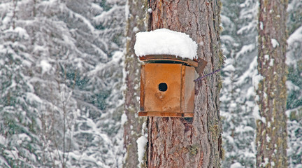 Snowy bird cage in a tree in winter