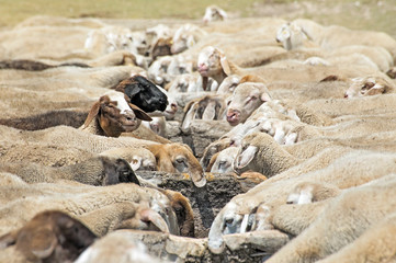 Pecore all'abbeveratoio