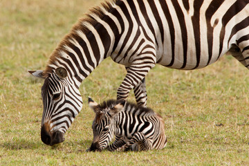 Fototapeta na wymiar Zebrafohlen