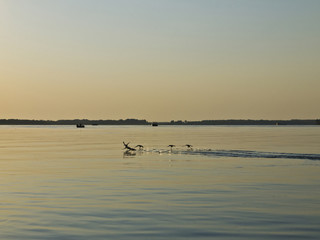 ducks take off from water