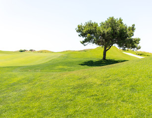 Tree on beautiful grass field