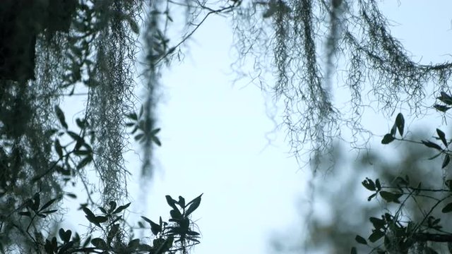 Spanish Moss Background