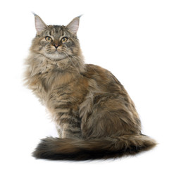 maine coon cat