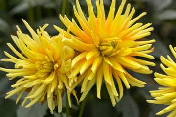 Close up of yellow  dahlia flowers in garden