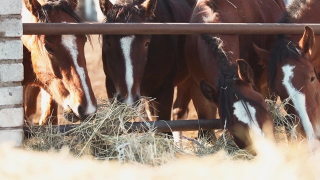 Horses eating hay on the farm