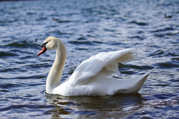 Obraz premium ハクチョウ