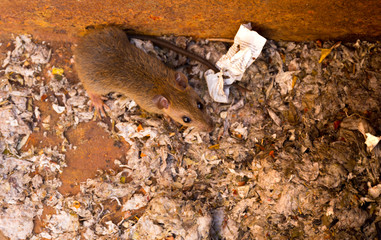 Rat is in the mess dump