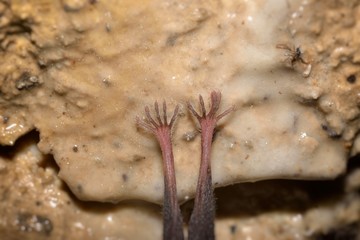 Macro photography at the feet of a bat. Lesser Horseshoe Bat (Rhinolophus hipposideros)