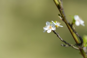 Flowers of a tree