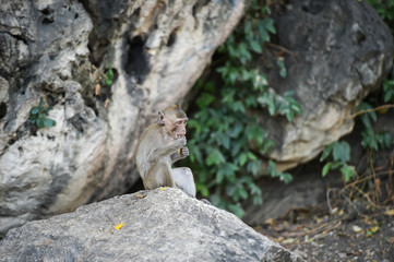 Monkey sitting on the stone in forest , monkey thailand