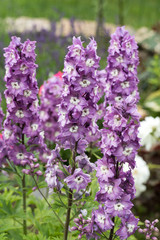 Purple Delphinium Flower in Garden