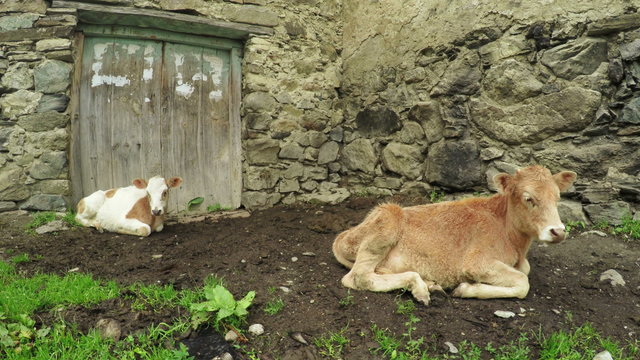 Cow on city street