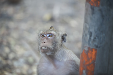 Monkey sitting on the stone in forest , monkey thailand