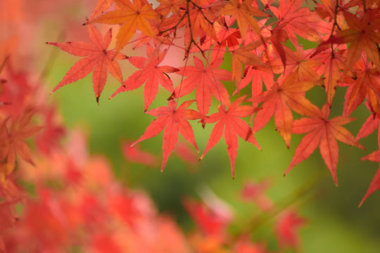 Vibrant Japanese Autumn foliage