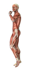 Fototapeta na wymiar Male Figure Muscle Maps