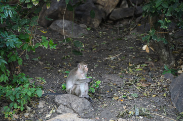 Monkey sitting on the stone in forest , monkey thailand