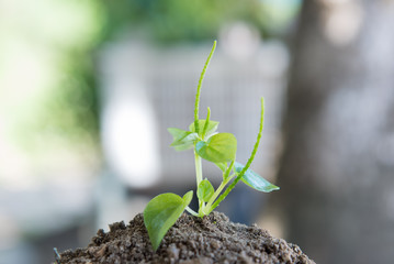 Sapling of the tree  on soil