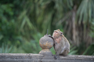 Monkey sitting on the wall , monkey thailand