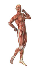 Male Figure Muscle Maps