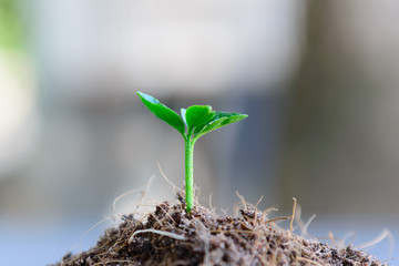 Sapling of the tree  on soil