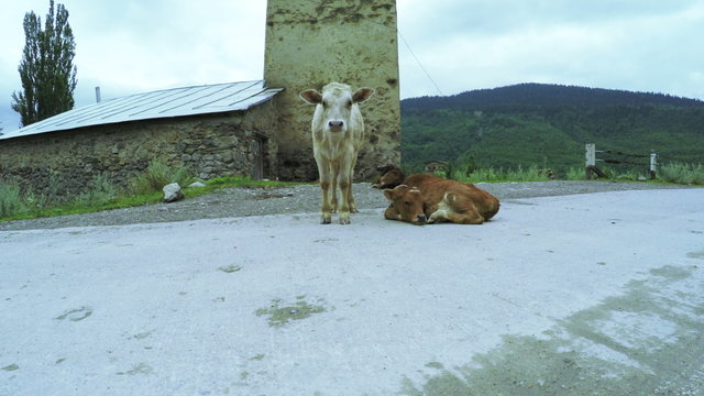 Cow on city street