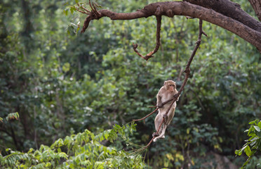 Thailand monkey climbing tree branches.