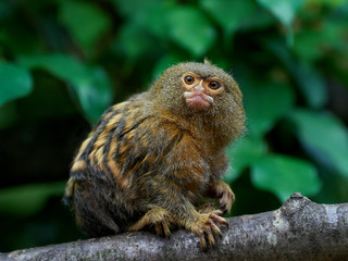 Pygmy marmoset (Cebuella pygmaea)