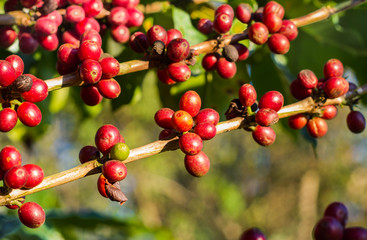 Coffee beans ripening on tree in North of thailand