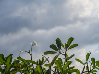 plumeria on the top of tree and many cloud background