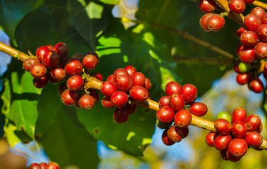 Coffee beans ripening on tree in North of thailand