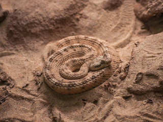 Rattlesnake on sand, Crotalus cerastes