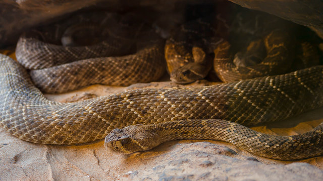 Rattlesnake, Crotalus atrox