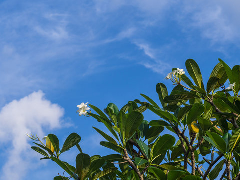 plumeria on the top of tree and blue sky background