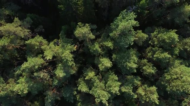 Aerial drone shot over the north european forest.