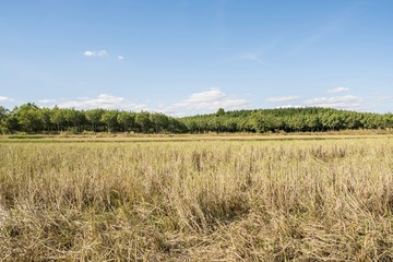 Beautiful blue sky background of dry rice paddy field after havest 
and rubber plantation in the afternoon sunlight at thailand countryside